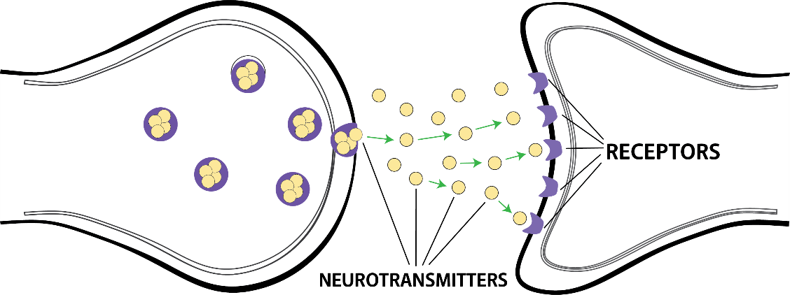 Brain Sections